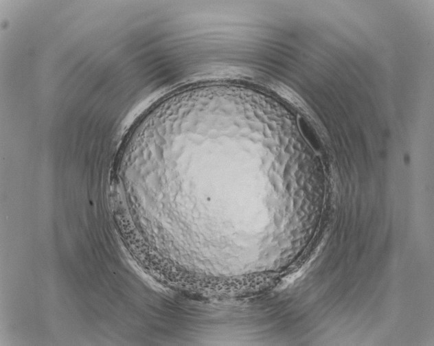 X0000078260842200611251326