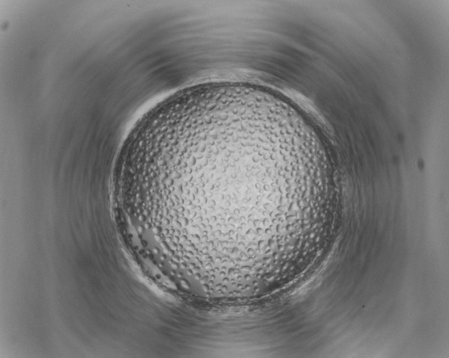 X0000078260846200611251327