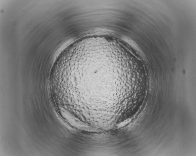 X0000078260850200611251327