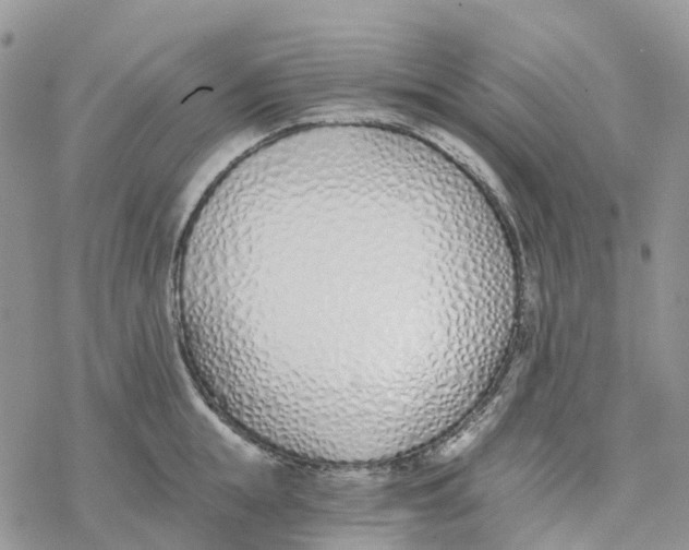 X0000078260855200611251327