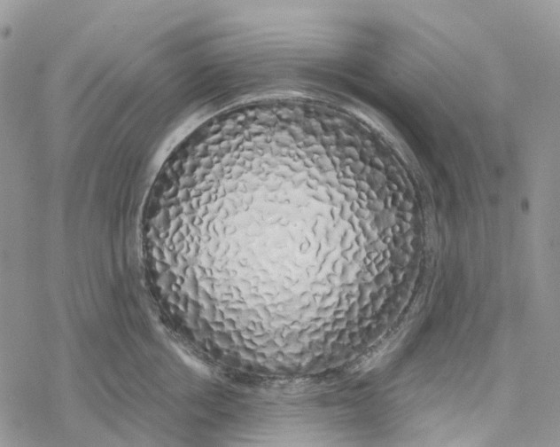 X0000078260858200611251327