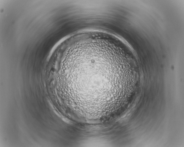 X0000078260862200611251327