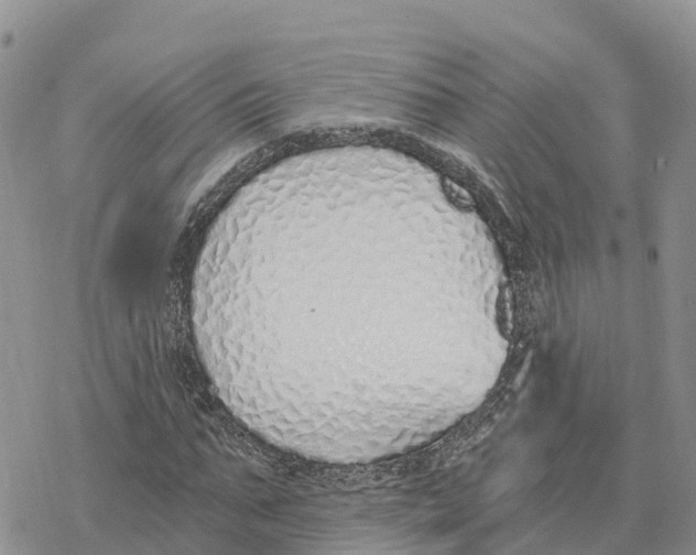 X0000078260871200611251326