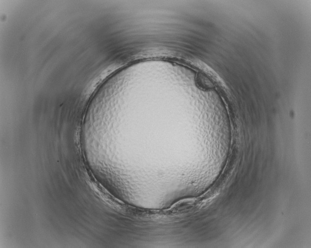 X0000078260937200611251325