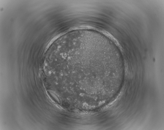 X0000078260945200611251325