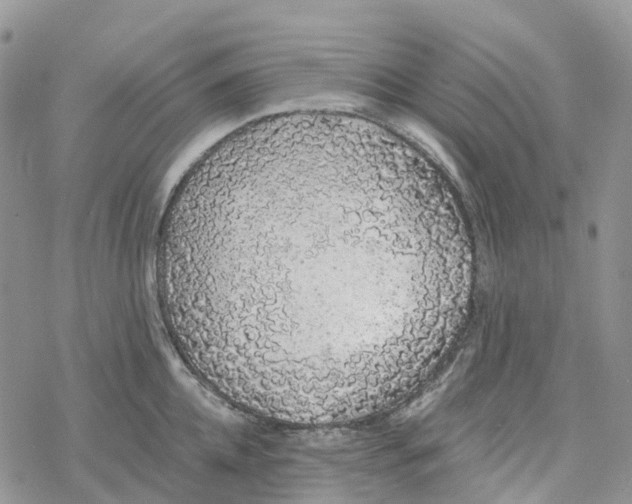 X0000078260952200611251325