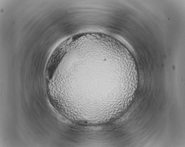 X0000078260996200611251324