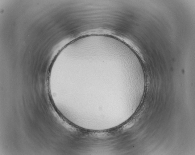 X0000078260998200611251324