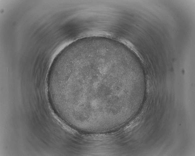 X0000078261024200611251323