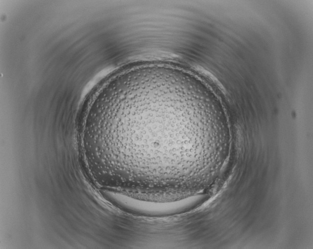 X0000078261114200611251322