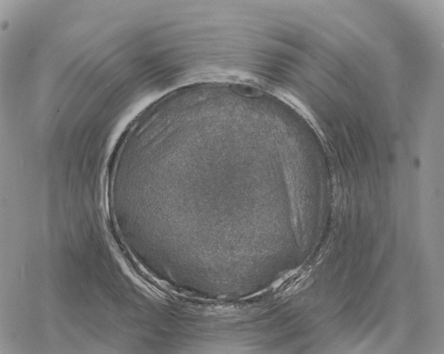 X0000078261128200611251322