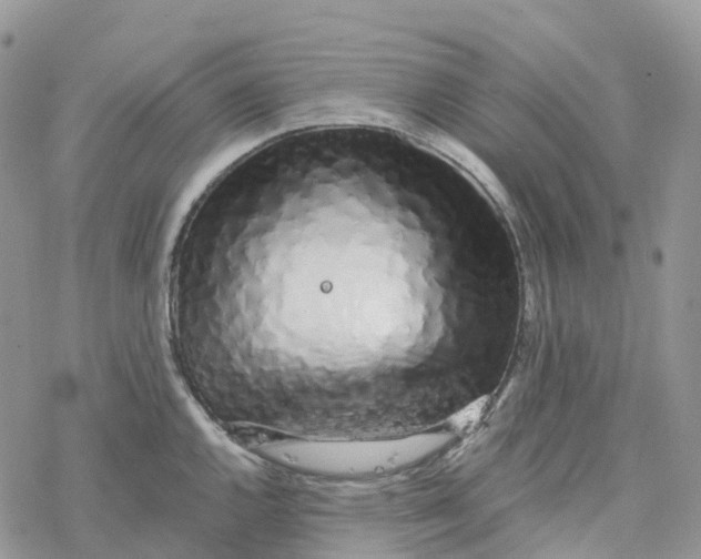 X0000078261144200611251322