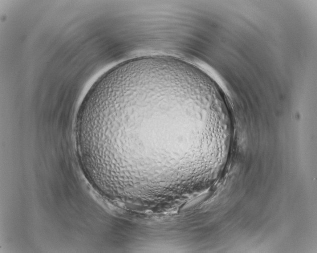 X0000078261148200611251322