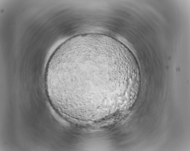 X0000078261152200611251322