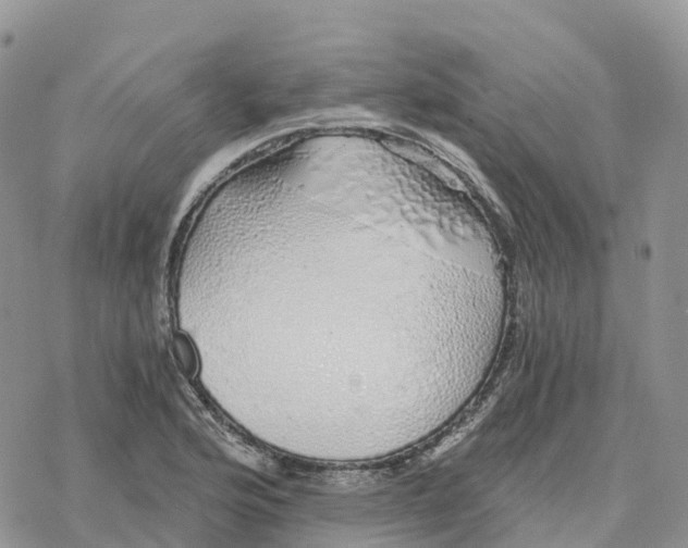 X0000078261176200611251321