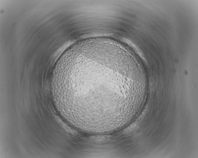 X0000078261185200611251321