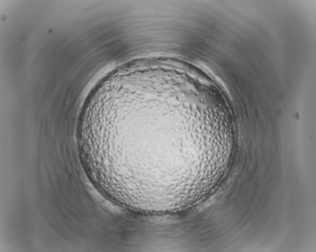 X0000078261189200611251321