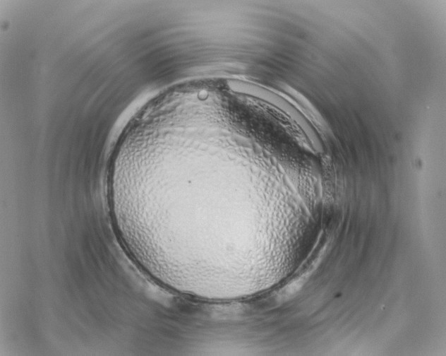 X0000078261196200611251321