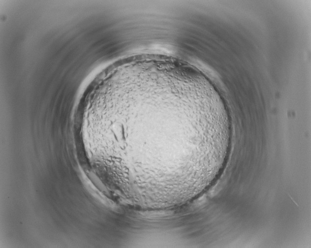 X0000078261200200611251321