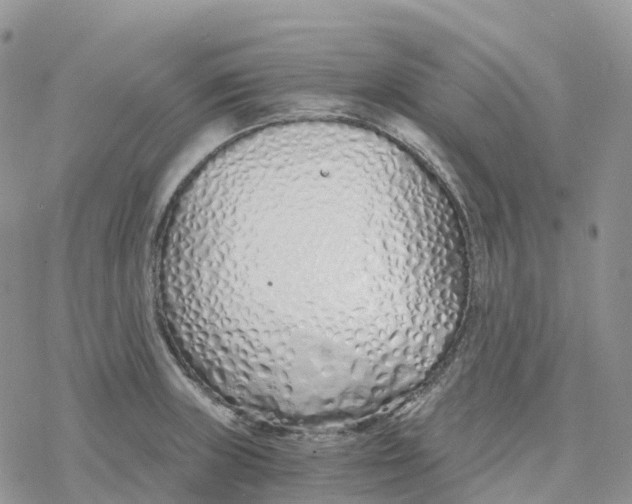 X0000078261235200611251320