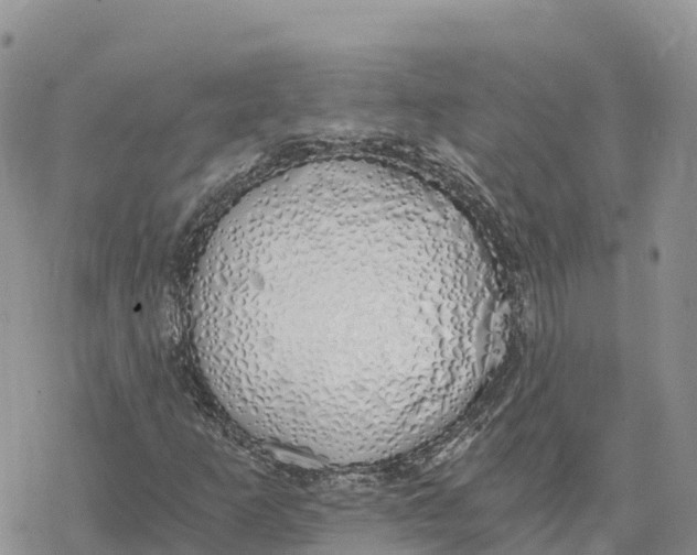 X0000078261253200611251320