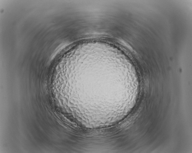 X0000078261259200611251320