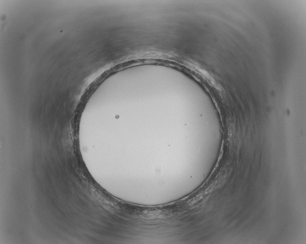 X0000078261264200611251320