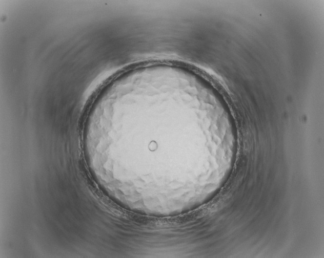 X0000078261271200611251319