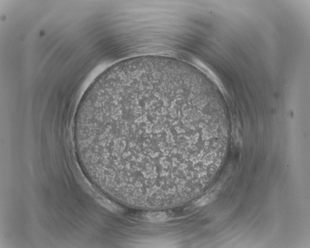 X0000078261291200611251319