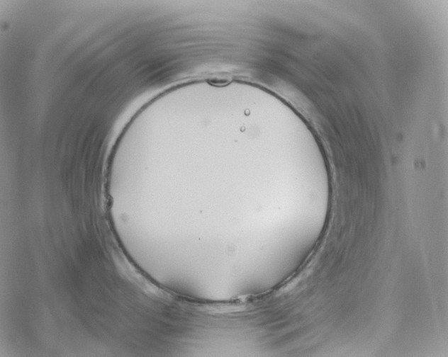 X0000078261296200611251319