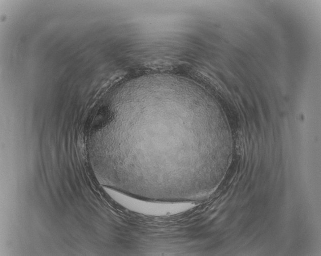 X0000078261298200611251318