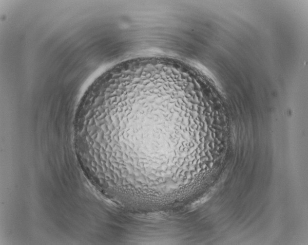 X0000078261326200611251319