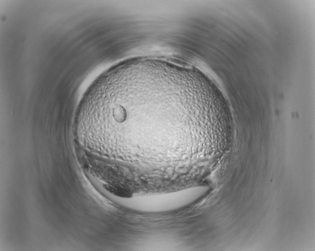 X0000078261344200611251319