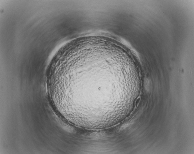 X0000078261368200611251318