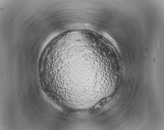 X0000078261384200611251318