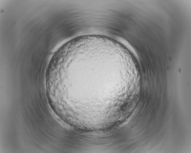 X0000078261388200611251318