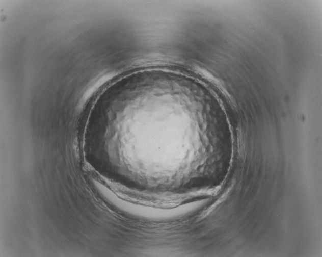 X0000078261453200611251316