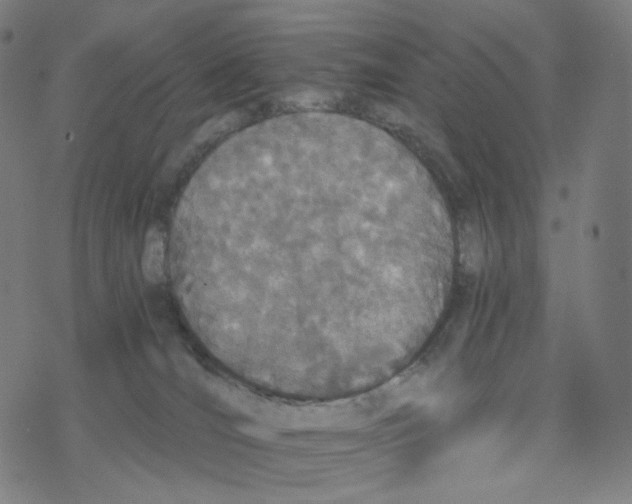 X0000078260036200612011705