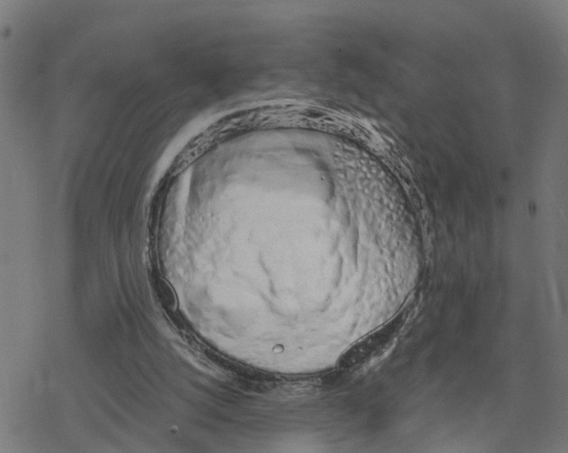 X0000078260056200612011704