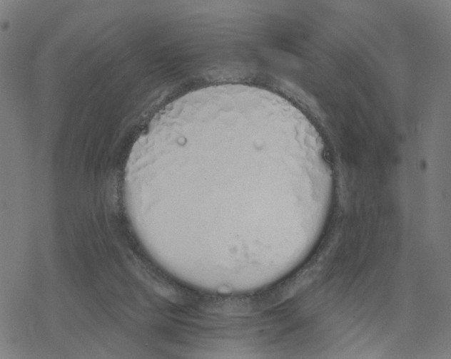 X0000078260065200612011705