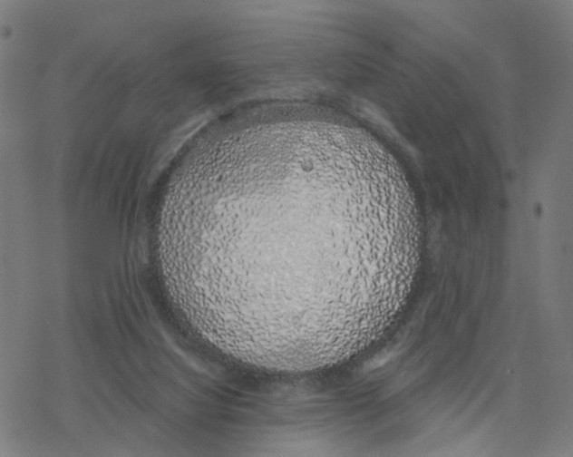 X0000078260068200612011705