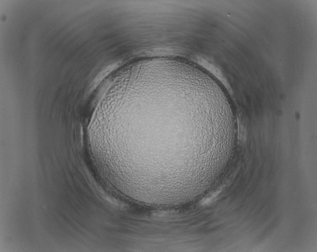 X0000078260109200612011704