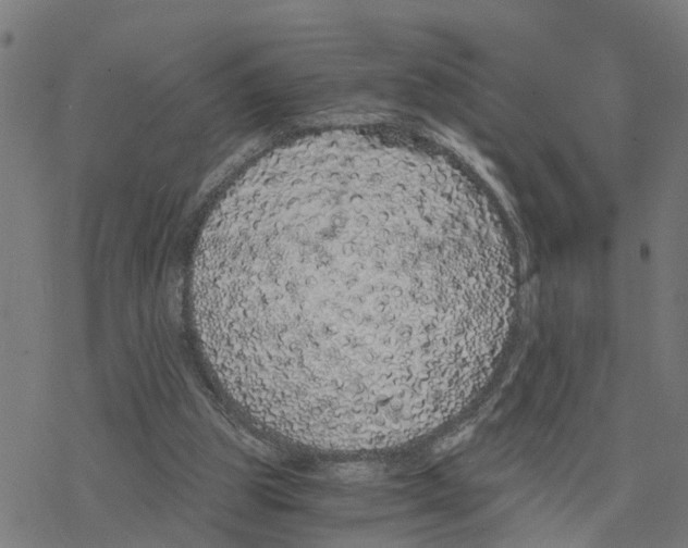 X0000078260153200612011703