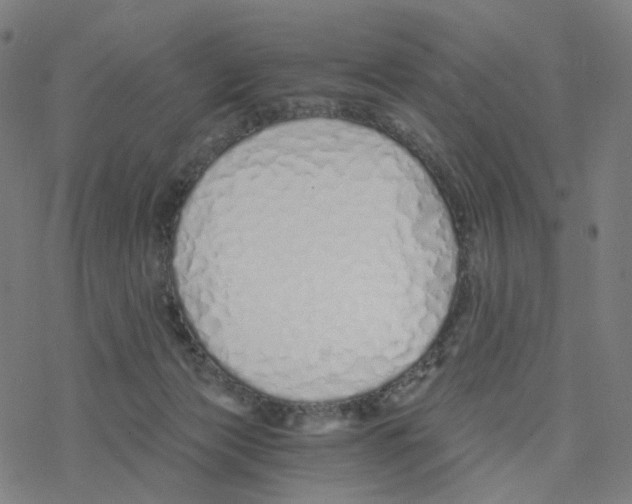 X0000078260173200612011703