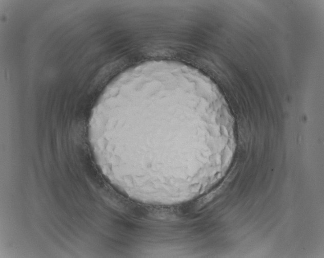 X0000078260175200612011703