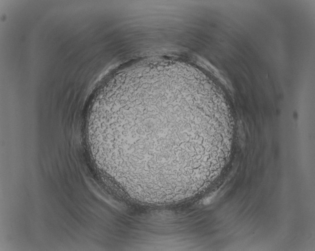 X0000078260203200612011703