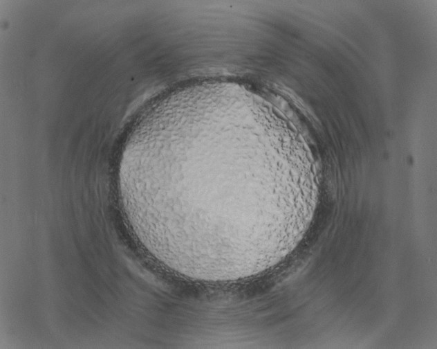 X0000078260207200612011703