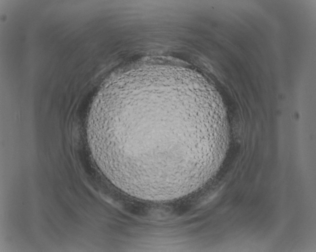 X0000078260215200612011702