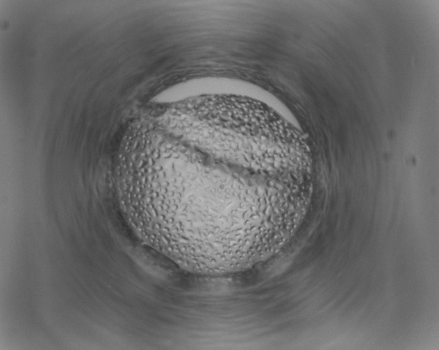 X0000078260233200612011702