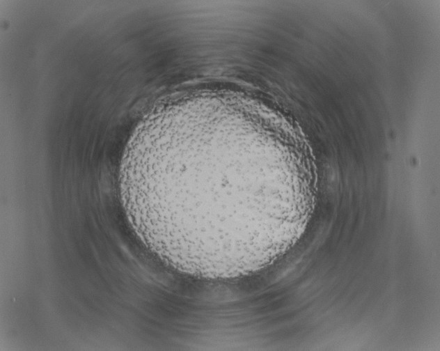 X0000078260272200612011702